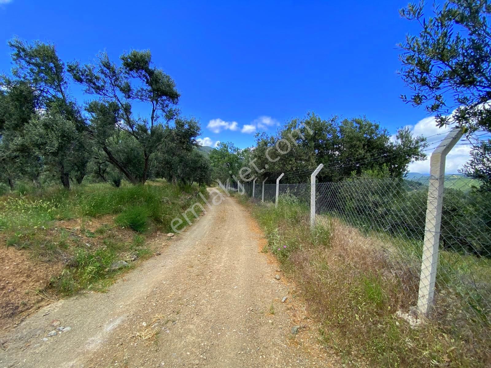 ▀▄mera Emlaktan Pınarbaşı Köyünde 7.700m2 Yola Cepheli Zeytinlik - Görsel 21