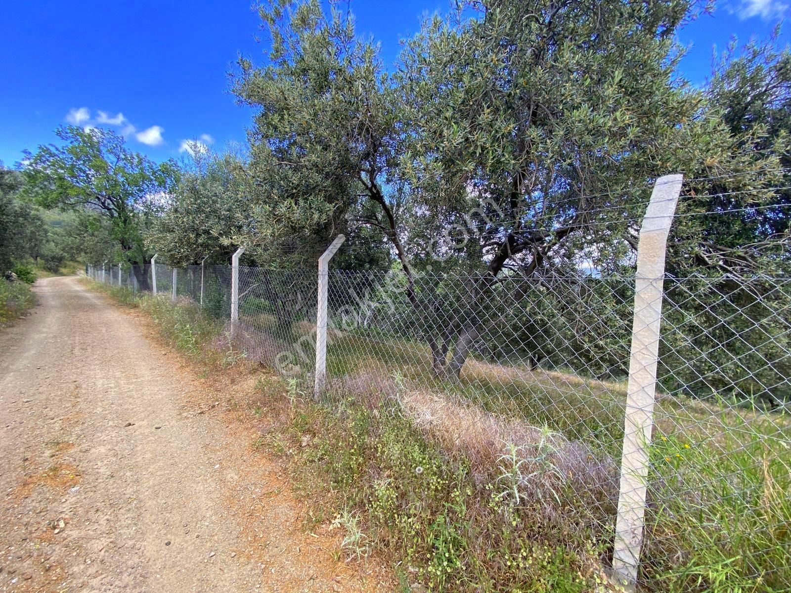 ▀▄mera Emlaktan Pınarbaşı Köyünde 7.700m2 Yola Cepheli Zeytinlik - Görsel 11