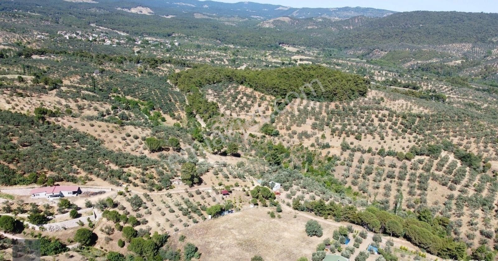 ▀▄mera Emlaktan Kazdağları Hacıarslanlar Köyü 2.270 M2 Zeytinlik