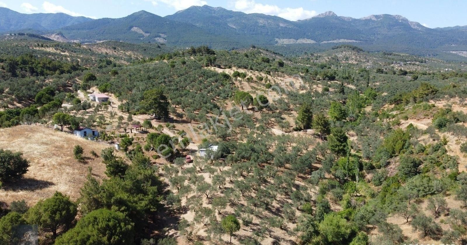 ▀▄mera Emlaktan Kazdağları Hacıarslanlar Köyü 2.270 M2 Zeytinlik - Görsel 6