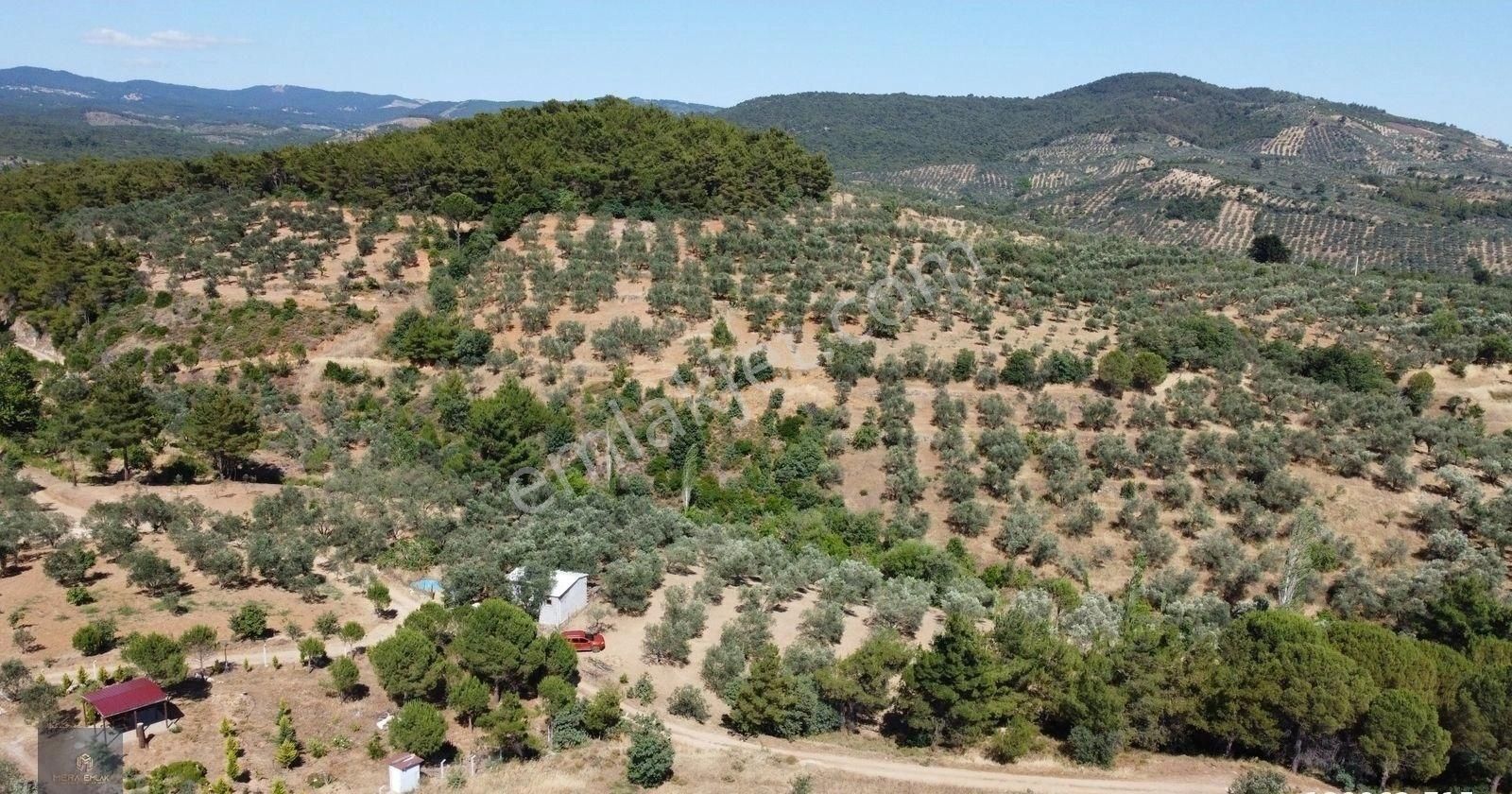 ▀▄mera Emlaktan Kazdağları Hacıarslanlar Köyü 2.270 M2 Zeytinlik - Görsel 4