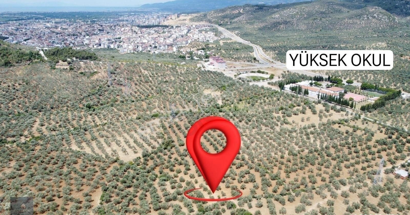 ▀▄mera Emlaktan Tuzcumurat Mah. 100 Binlik İmar İçinde Zeytinlik - Görsel 26