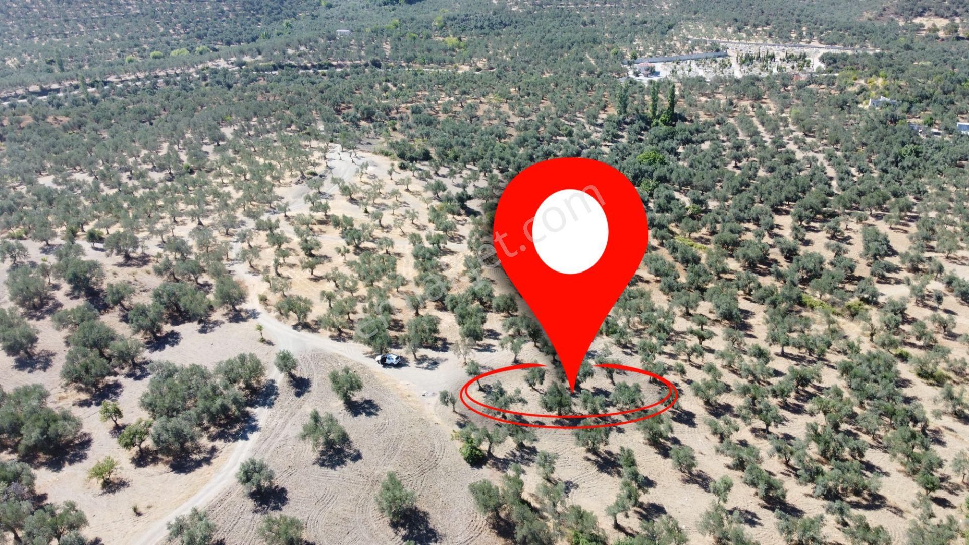 Mera Emlaktan Tuzcumurat Mh. 100 Binlik İmarda 8.190m2 Zeytinlik