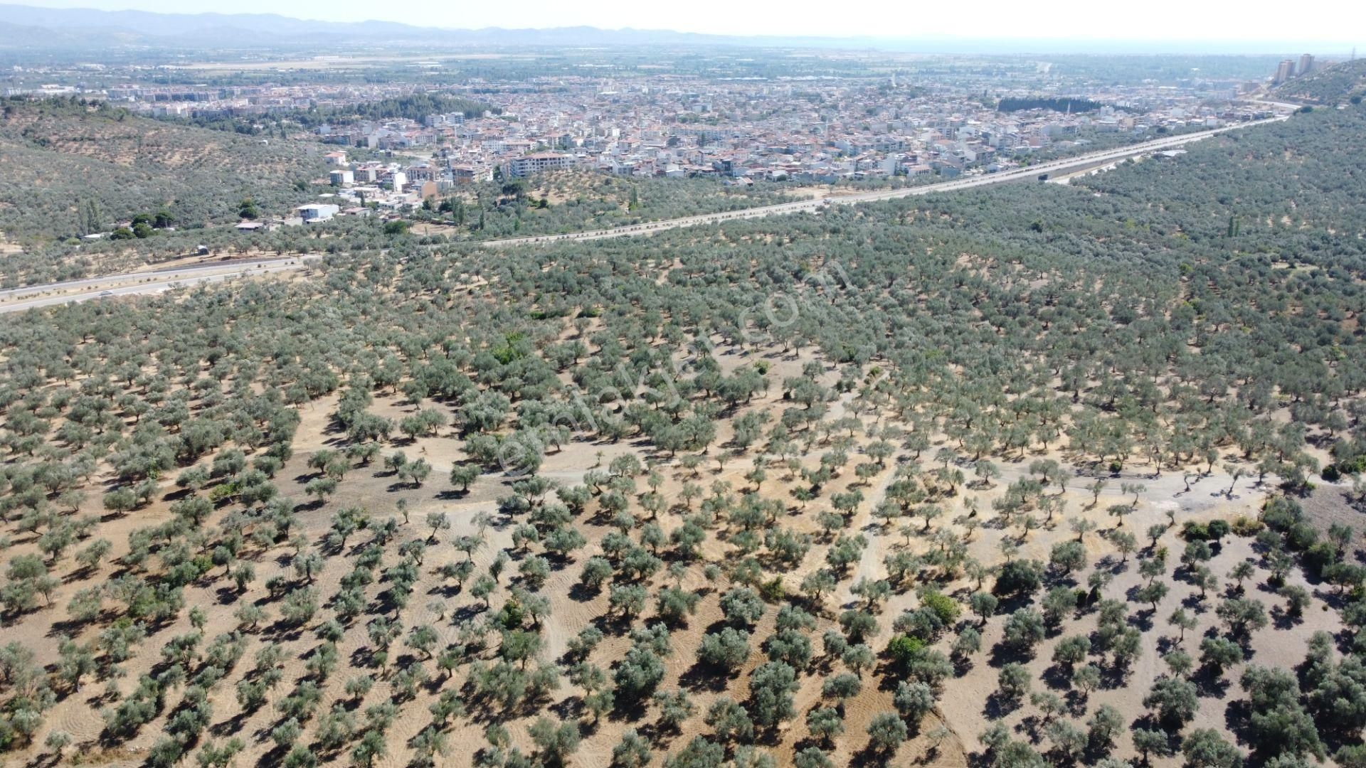 Mera Emlaktan Tuzcumurat Mh. 100 Binlik İmarda 8.190m2 Zeytinlik - Görsel 23