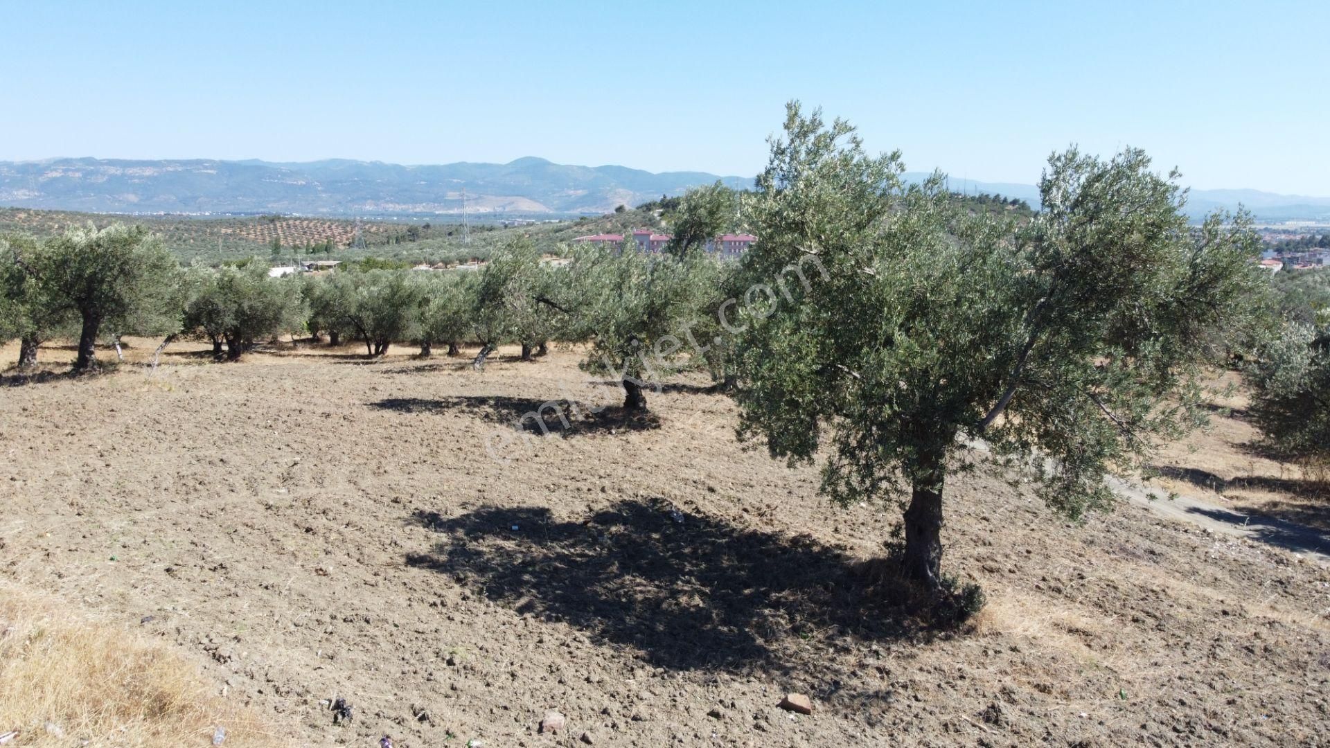 Mera Emlaktan Tuzcumurat Mh. 100 Binlik İmarda 8.190m2 Zeytinlik - Görsel 11