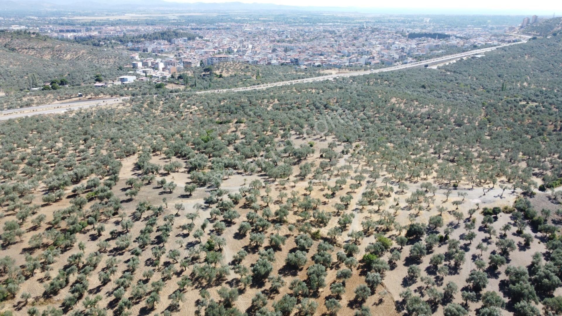 Mera Emlaktan Tuzcumurat Mh. 100 Binlik İmarda 8.190m2 Zeytinlik - Görsel 28