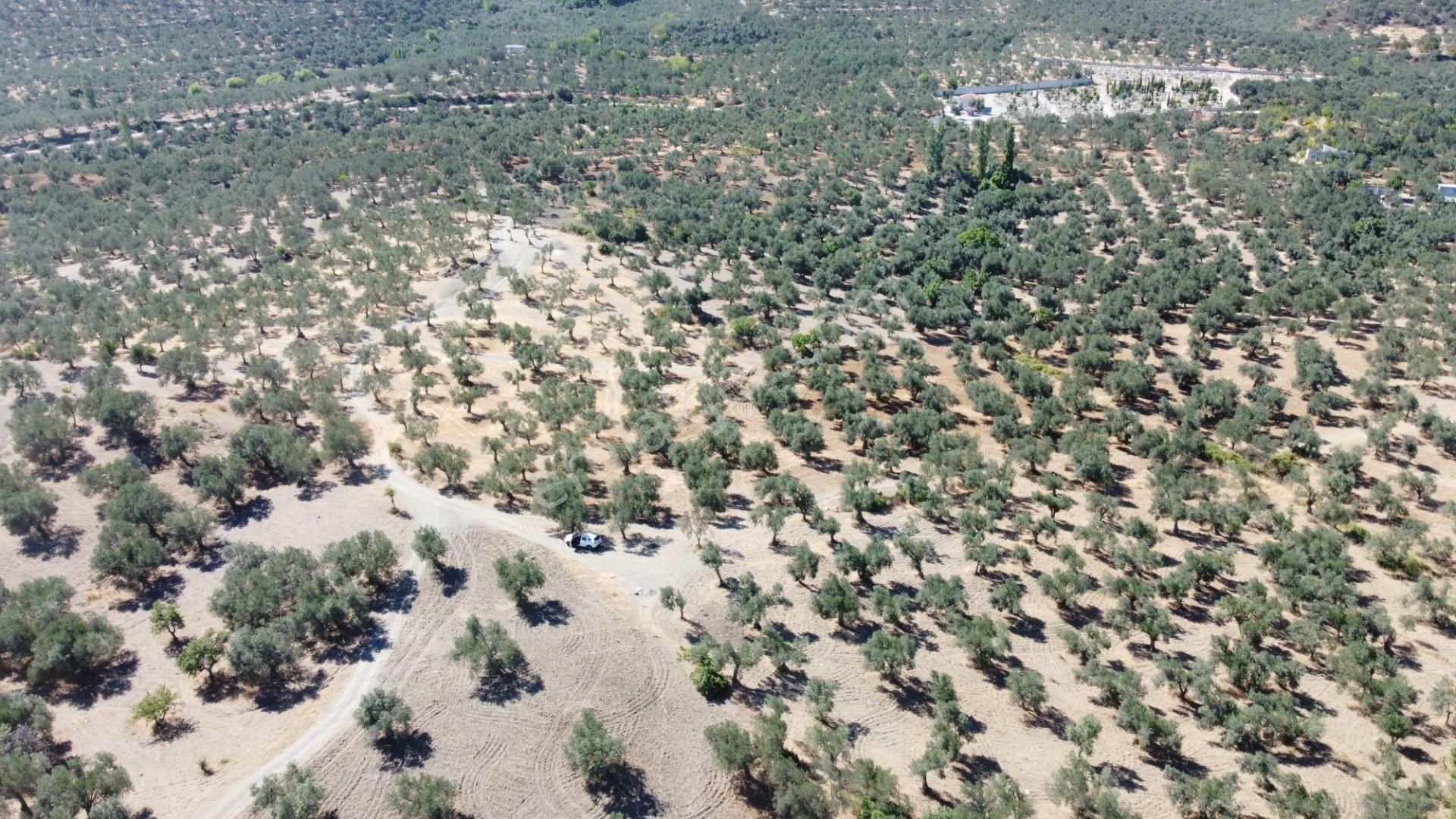 Mera Emlaktan Tuzcumurat Mh. 100 Binlik İmarda 8.190m2 Zeytinlik - Görsel 15