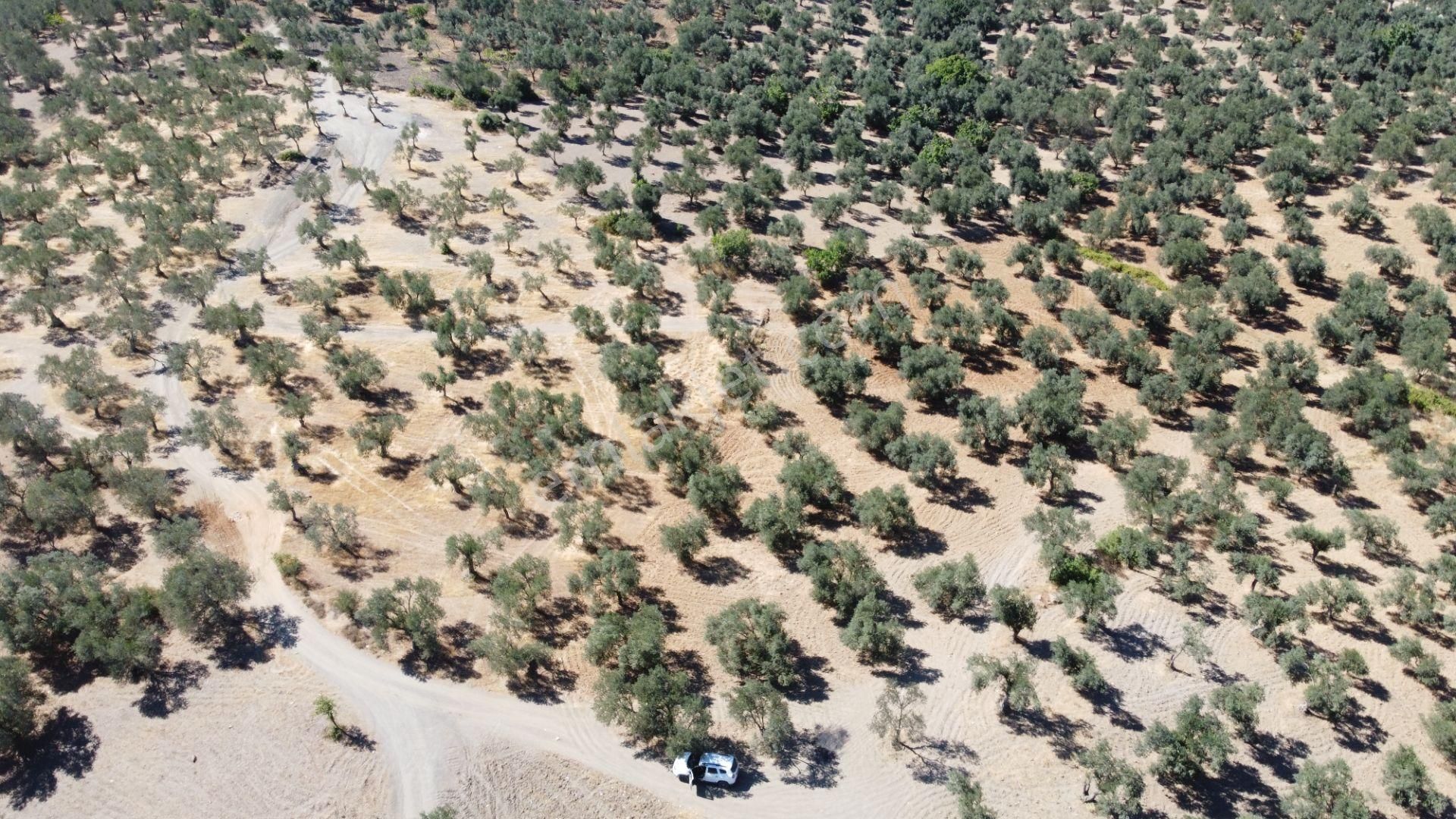 Mera Emlaktan Tuzcumurat Mh. 100 Binlik İmarda 8.190m2 Zeytinlik - Görsel 12