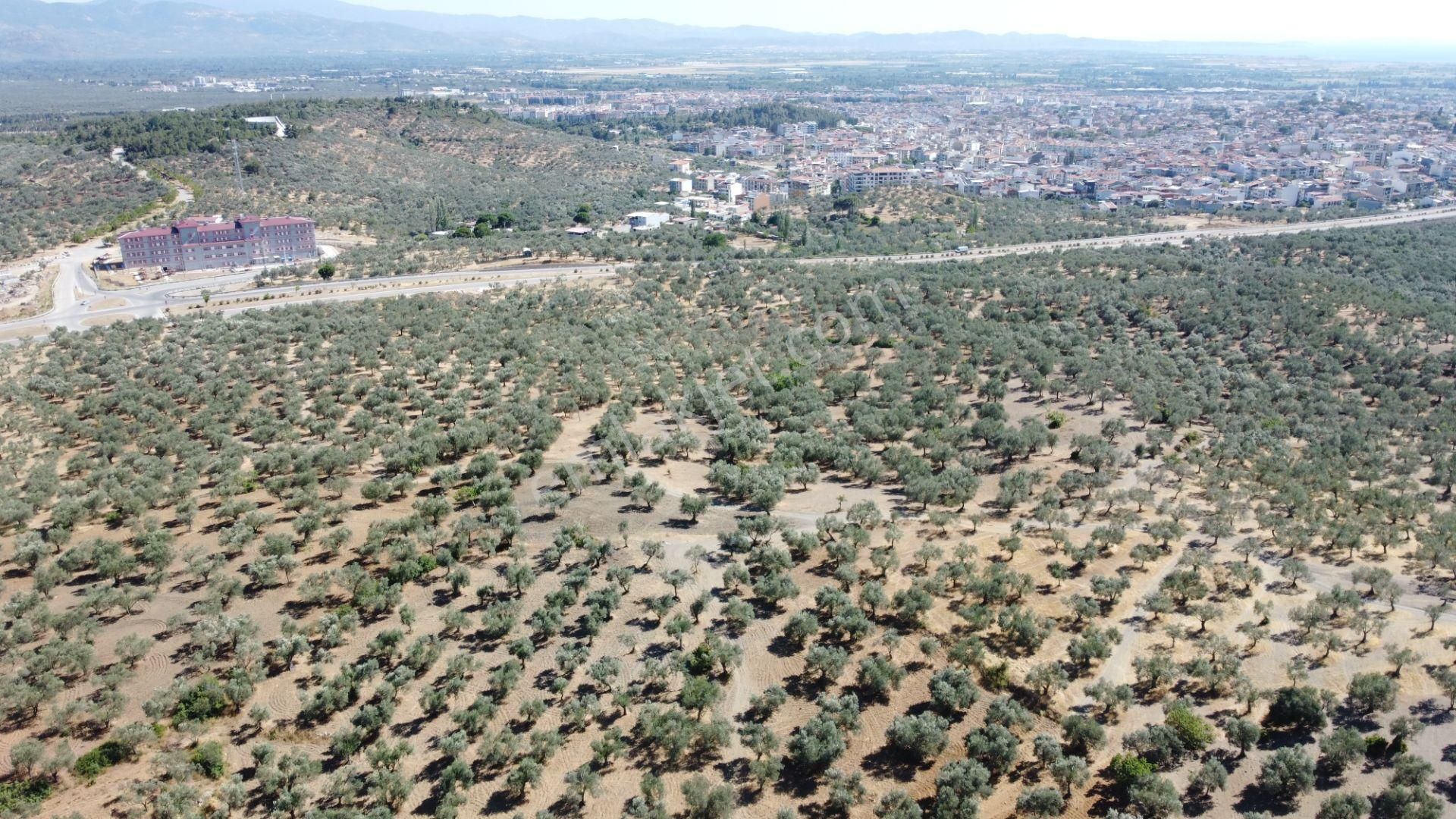 Mera Emlaktan Tuzcumurat Mh. 100 Binlik İmarda 8.190m2 Zeytinlik - Görsel 24