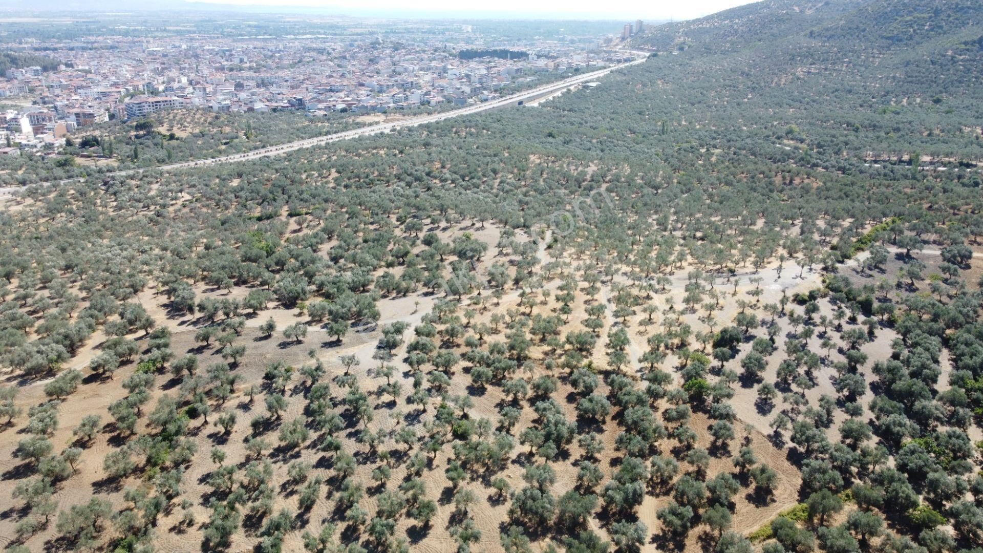 Mera Emlaktan Tuzcumurat Mh. 100 Binlik İmarda 8.190m2 Zeytinlik - Görsel 21