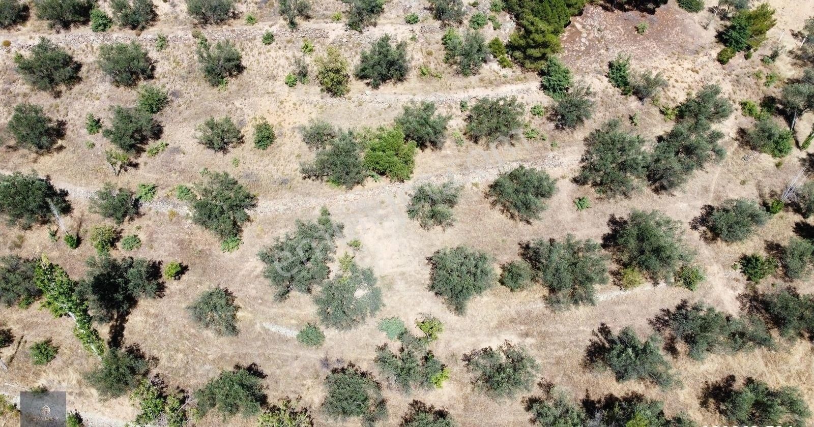 ▀▄mera Emlaktan Çamcı Köyü Asfalt Cepheli 29.360 M2 Zeytinlik▀▄ - Görsel 22