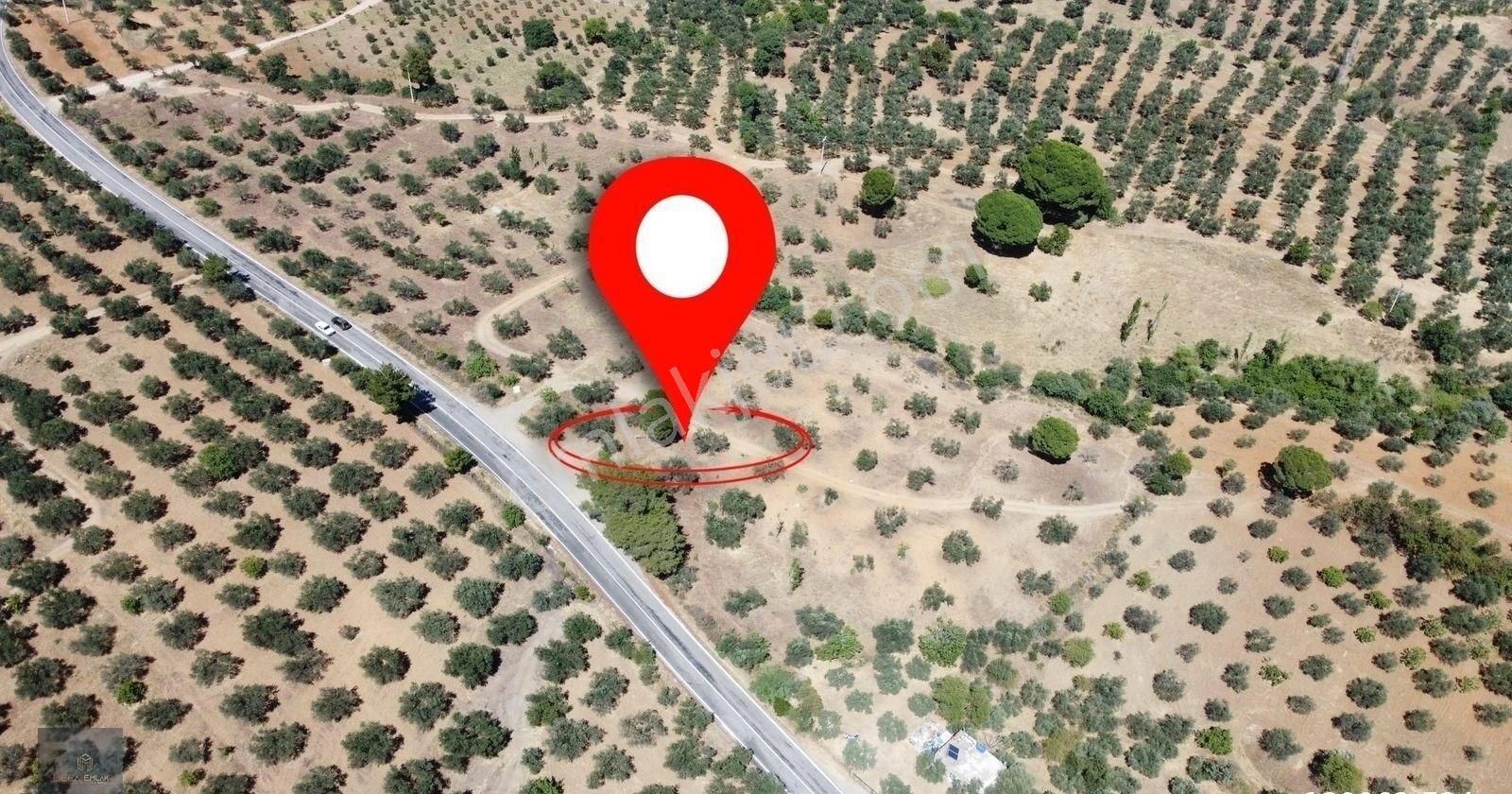 ▀▄mera Emlaktan Çamcı Köyü Asfalt Cepheli 29.360 M2 Zeytinlik▀▄ - Görsel 4