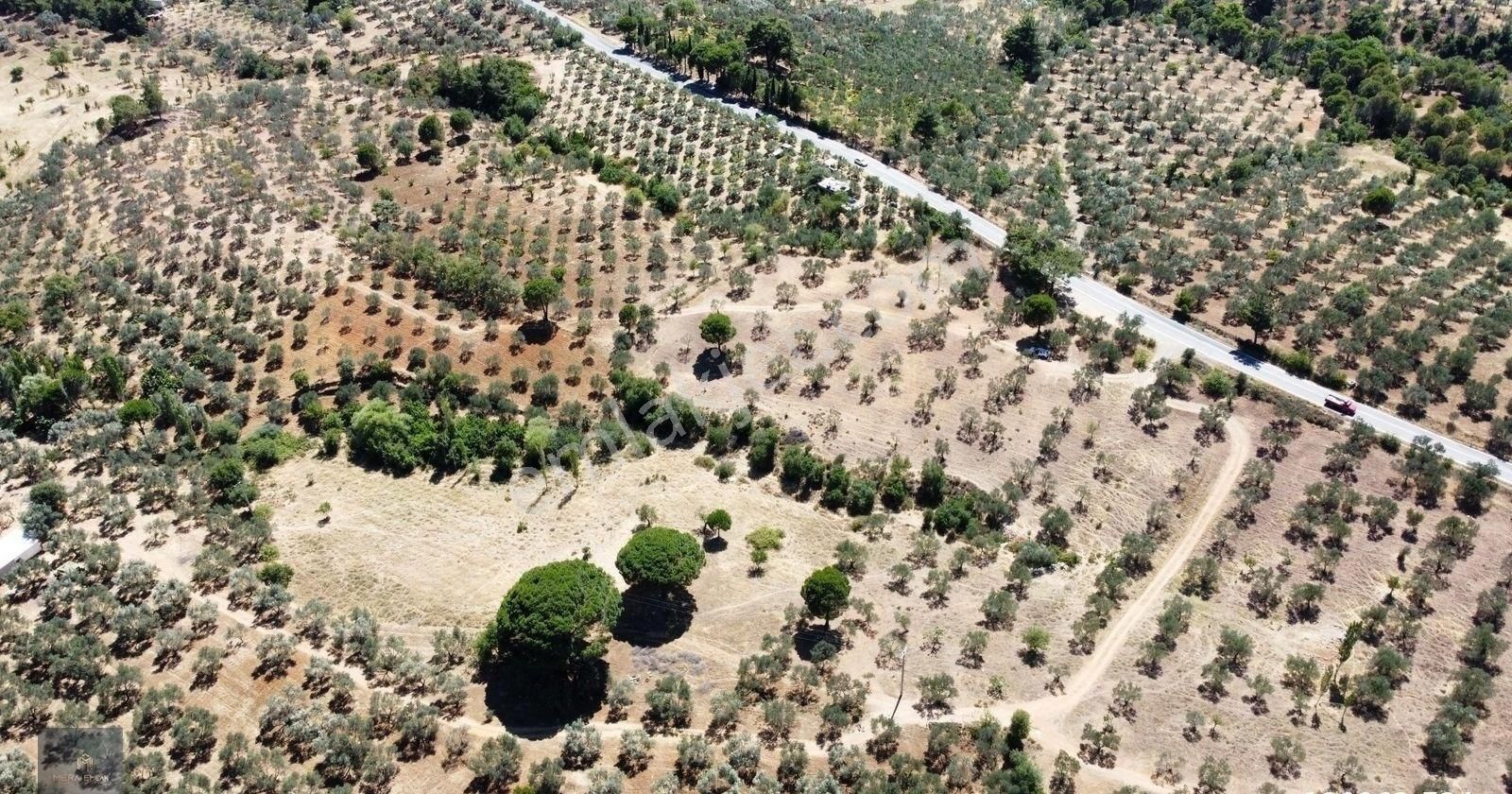 ▀▄mera Emlaktan Çamcı Köyü Asfalt Cepheli 29.360 M2 Zeytinlik▀▄ - Görsel 5
