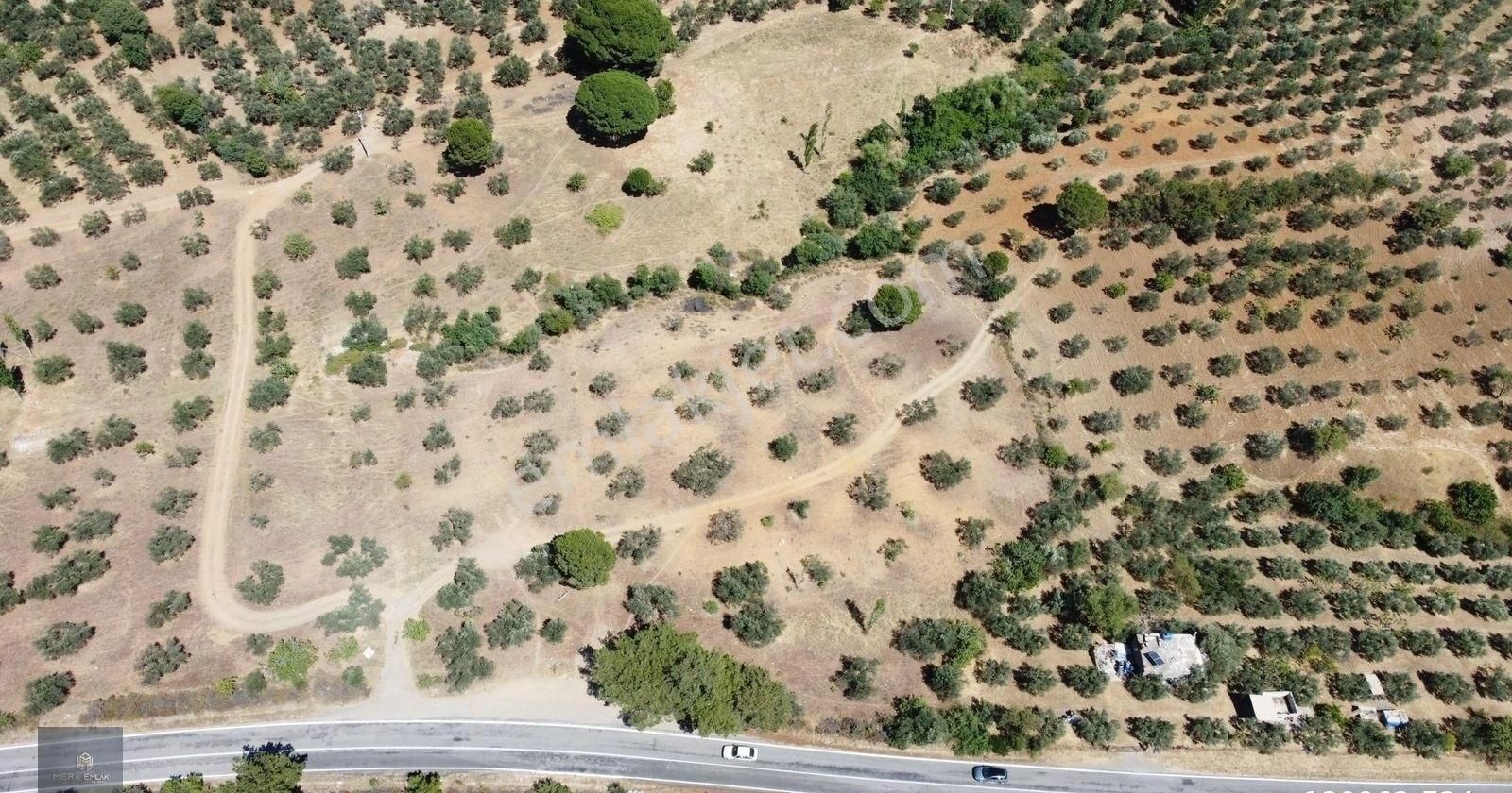 ▀▄mera Emlaktan Çamcı Köyü Asfalt Cepheli 29.360 M2 Zeytinlik▀▄ - Görsel 14