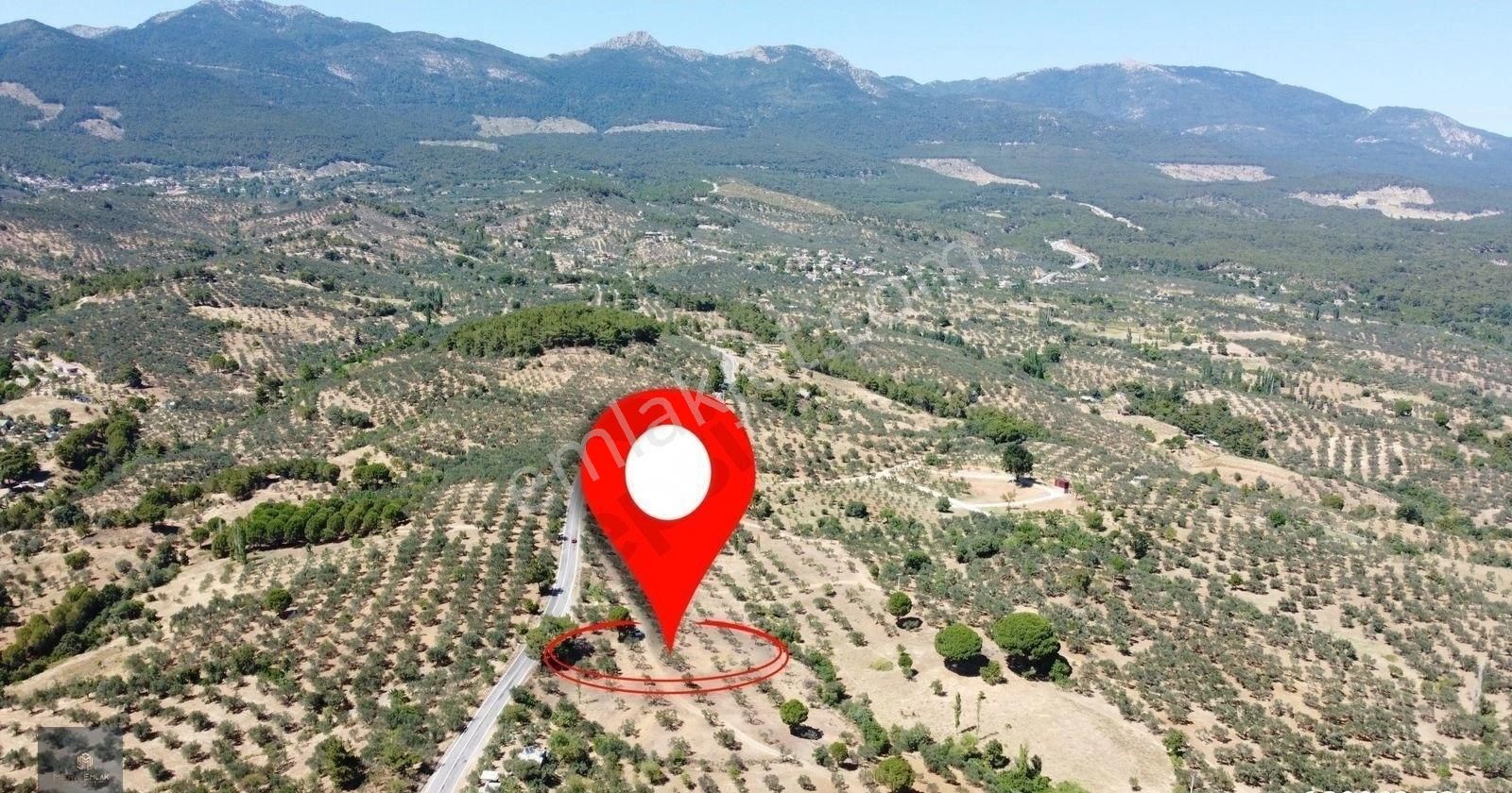 ▀▄mera Emlaktan Çamcı Köyü Asfalt Cepheli 29.360 M2 Zeytinlik▀▄ - Görsel 2