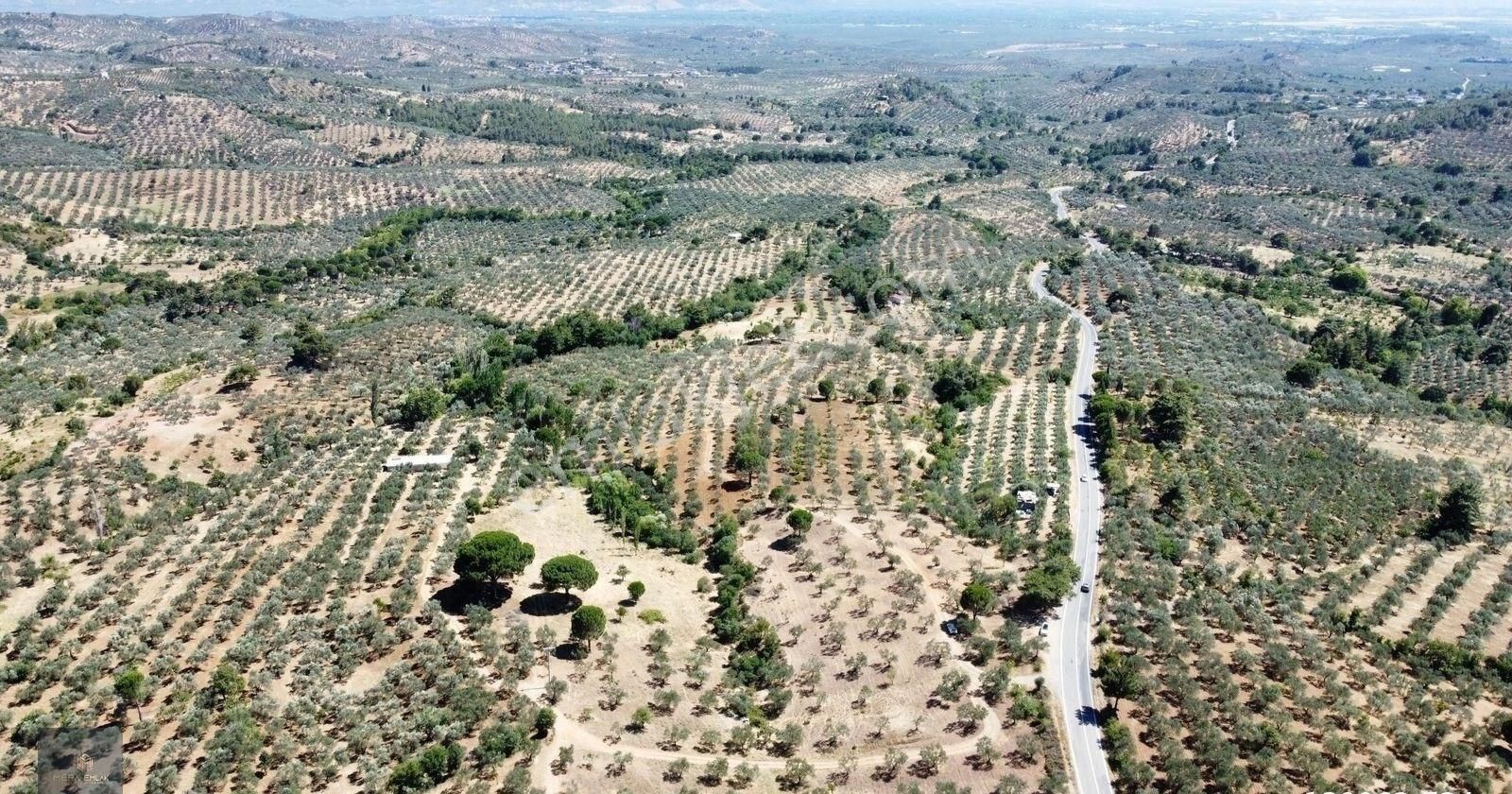 ▀▄mera Emlaktan Çamcı Köyü Asfalt Cepheli 29.360 M2 Zeytinlik▀▄ - Görsel 9