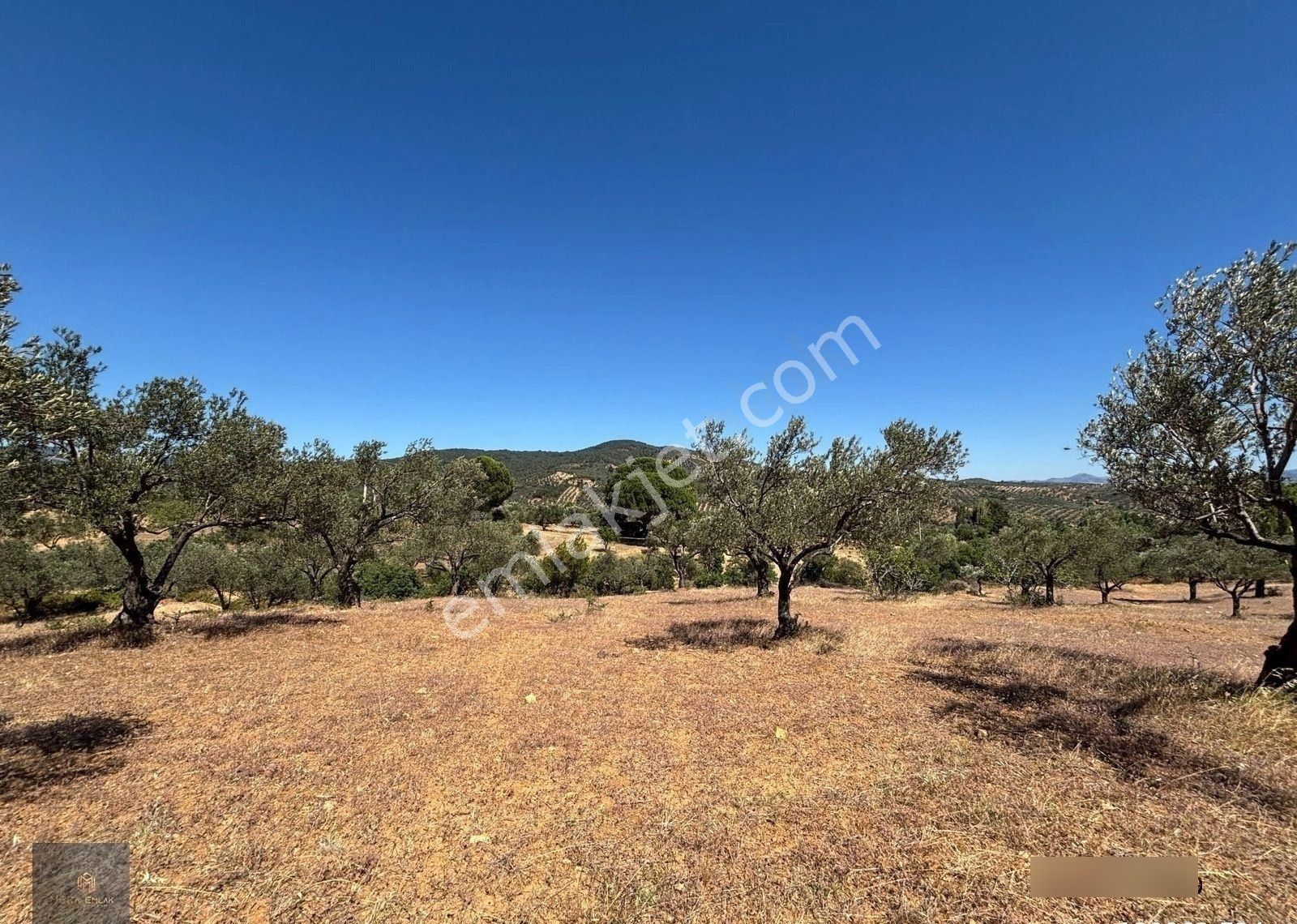 ▀▄mera Emlaktan Çamcı Köyü Asfalt Cepheli 29.360 M2 Zeytinlik▀▄ - Görsel 15