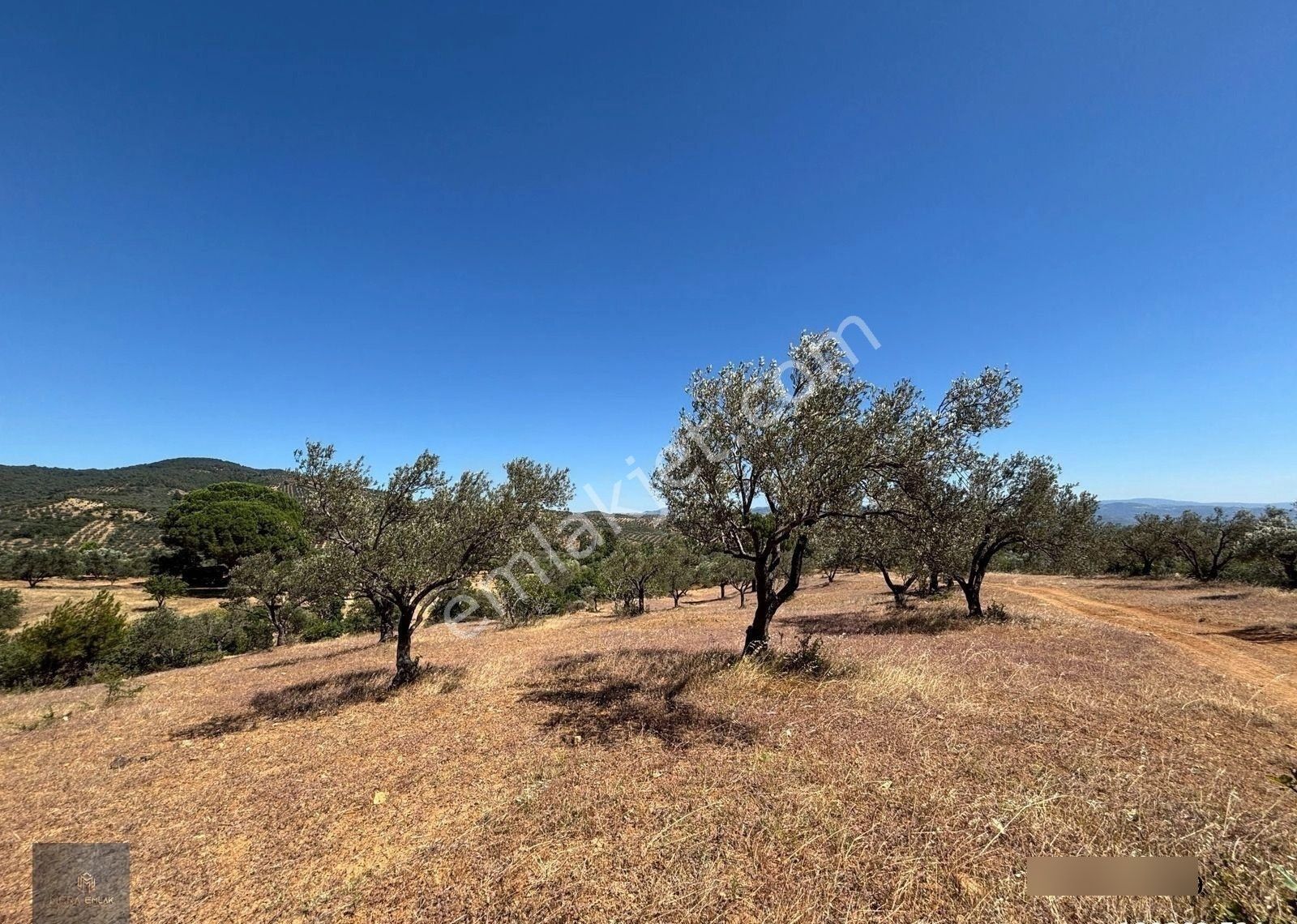 ▀▄mera Emlaktan Çamcı Köyü Asfalt Cepheli 29.360 M2 Zeytinlik▀▄ - Görsel 21