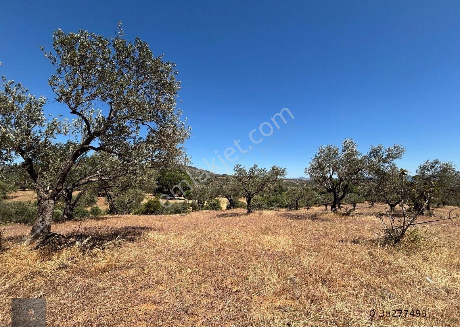 ▀▄mera Emlaktan Çamcı Köyü Asfalt Cepheli 29.360 M2 Zeytinlik▀▄ - Görsel 3