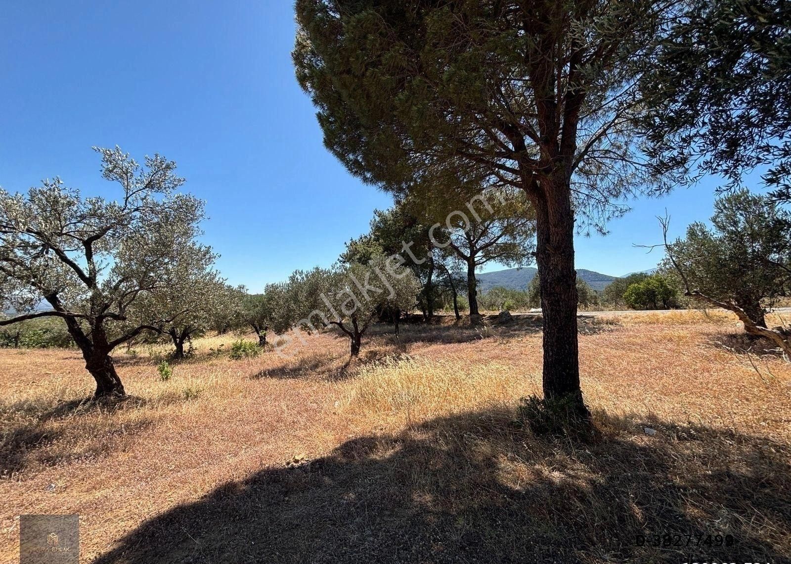 ▀▄mera Emlaktan Çamcı Köyü Asfalt Cepheli 29.360 M2 Zeytinlik▀▄ - Görsel 20