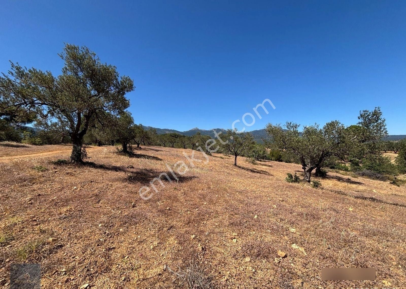 ▀▄mera Emlaktan Çamcı Köyü Asfalt Cepheli 29.360 M2 Zeytinlik▀▄ - Görsel 6