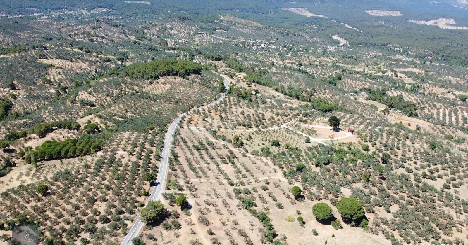▀▄mera Emlaktan Çamcı Köyü Asfalt Cepheli 29.360 M2 Zeytinlik▀▄ - Görsel 34