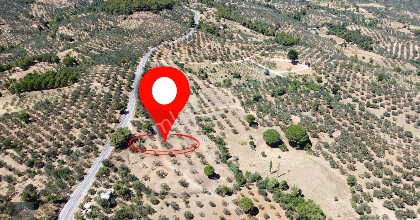 ▀▄mera Emlaktan Çamcı Köyü Asfalt Cepheli 29.360 M2 Zeytinlik▀▄ - Görsel 27