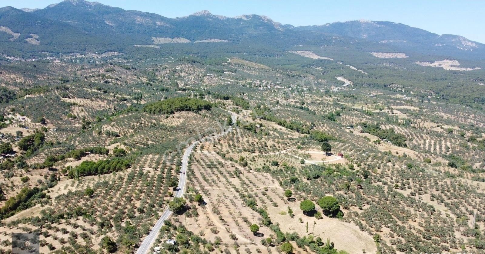 ▀▄mera Emlaktan Çamcı Köyü Asfalt Cepheli 29.360 M2 Zeytinlik▀▄ - Görsel 10