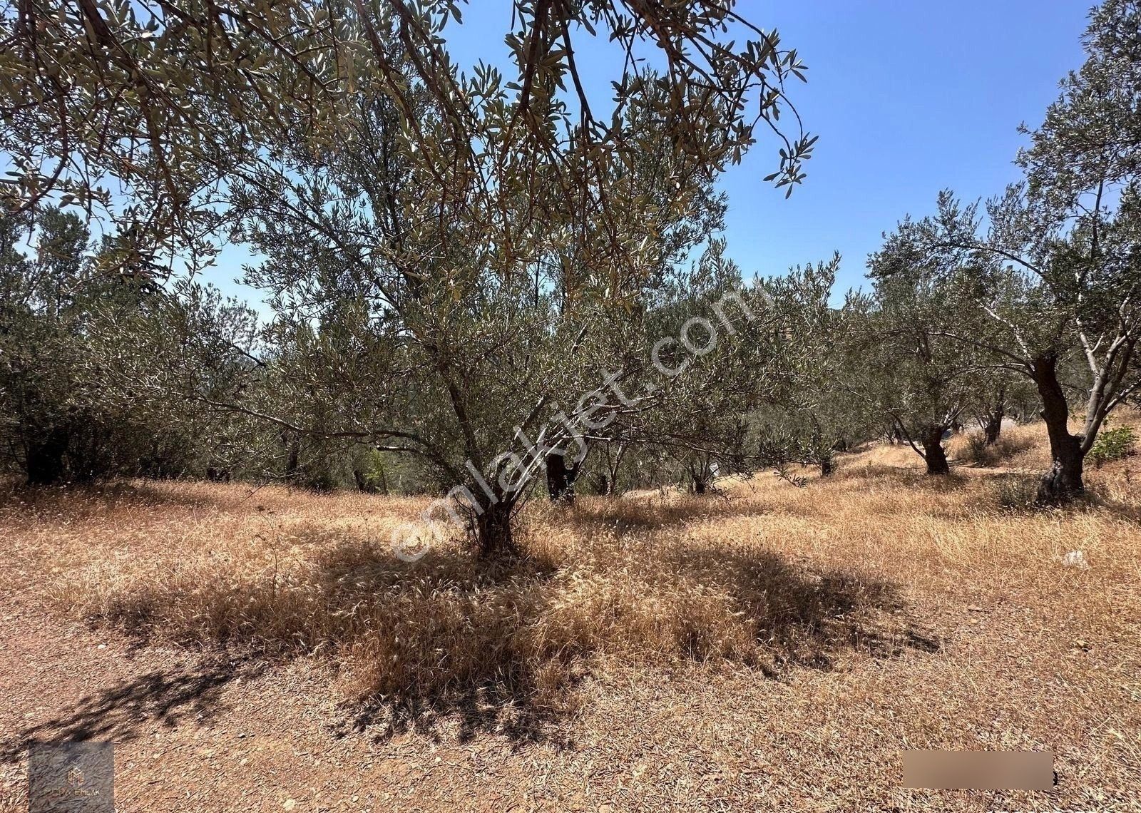 Mera Emlaktan Beyoba Köyü Asfalta Cephe 3.870 M2 Zeytinlik - Görsel 17