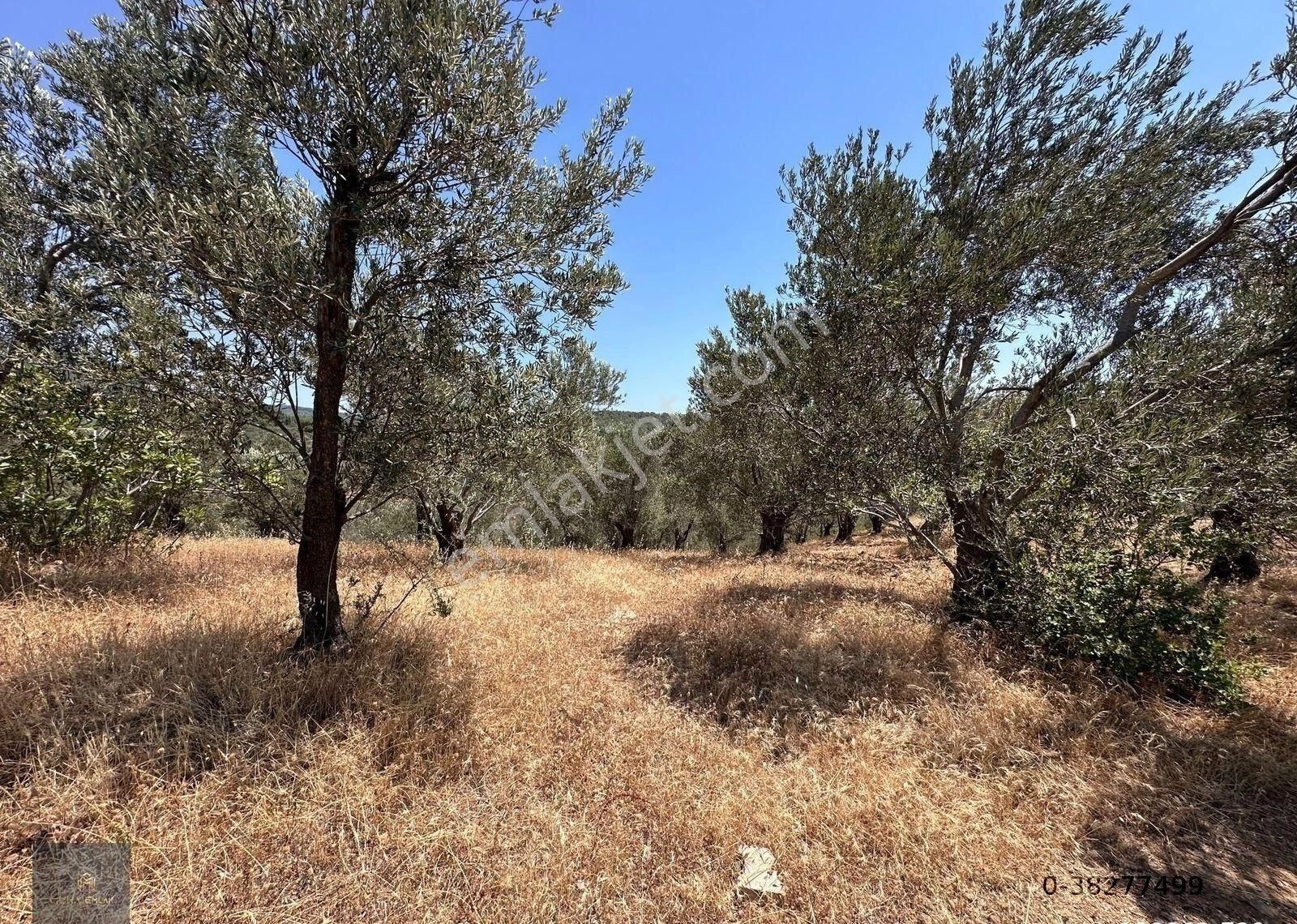Mera Emlaktan Beyoba Köyü Asfalta Cephe 3.870 M2 Zeytinlik - Görsel 14