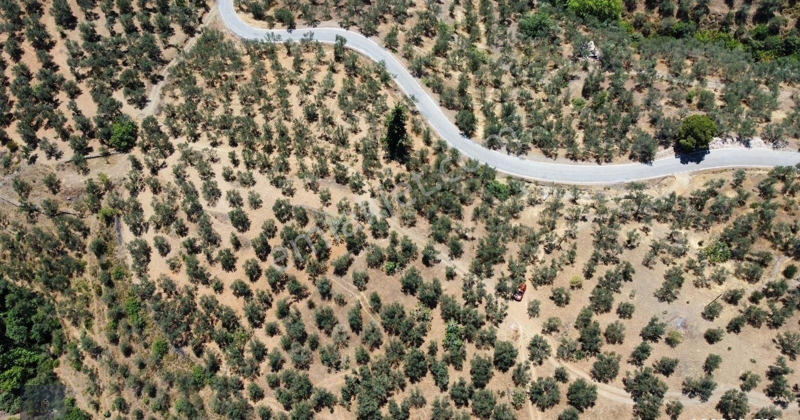 Mera Emlaktan Beyoba Köyü Asfalta Cephe 3.870 M2 Zeytinlik - Görsel 8