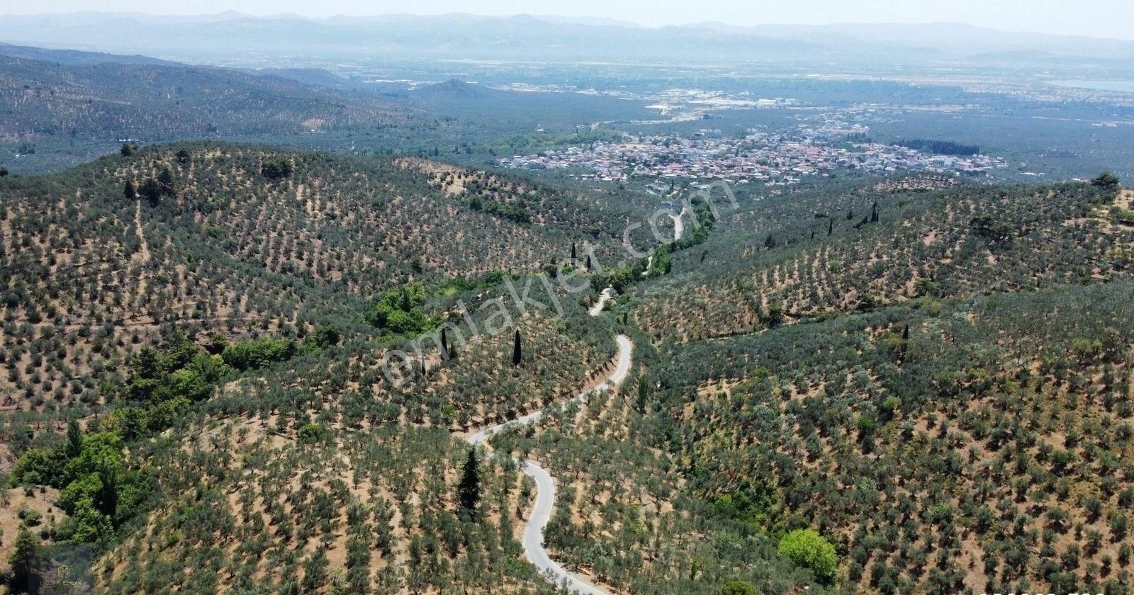 Mera Emlaktan Beyoba Köyü Asfalta Cephe 3.870 M2 Zeytinlik - Görsel 10