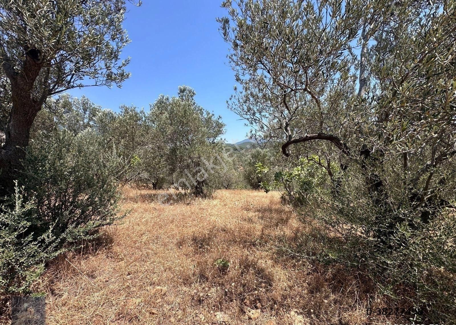 Mera Emlaktan Beyoba Köyü Asfalta Cephe 3.870 M2 Zeytinlik - Görsel 12