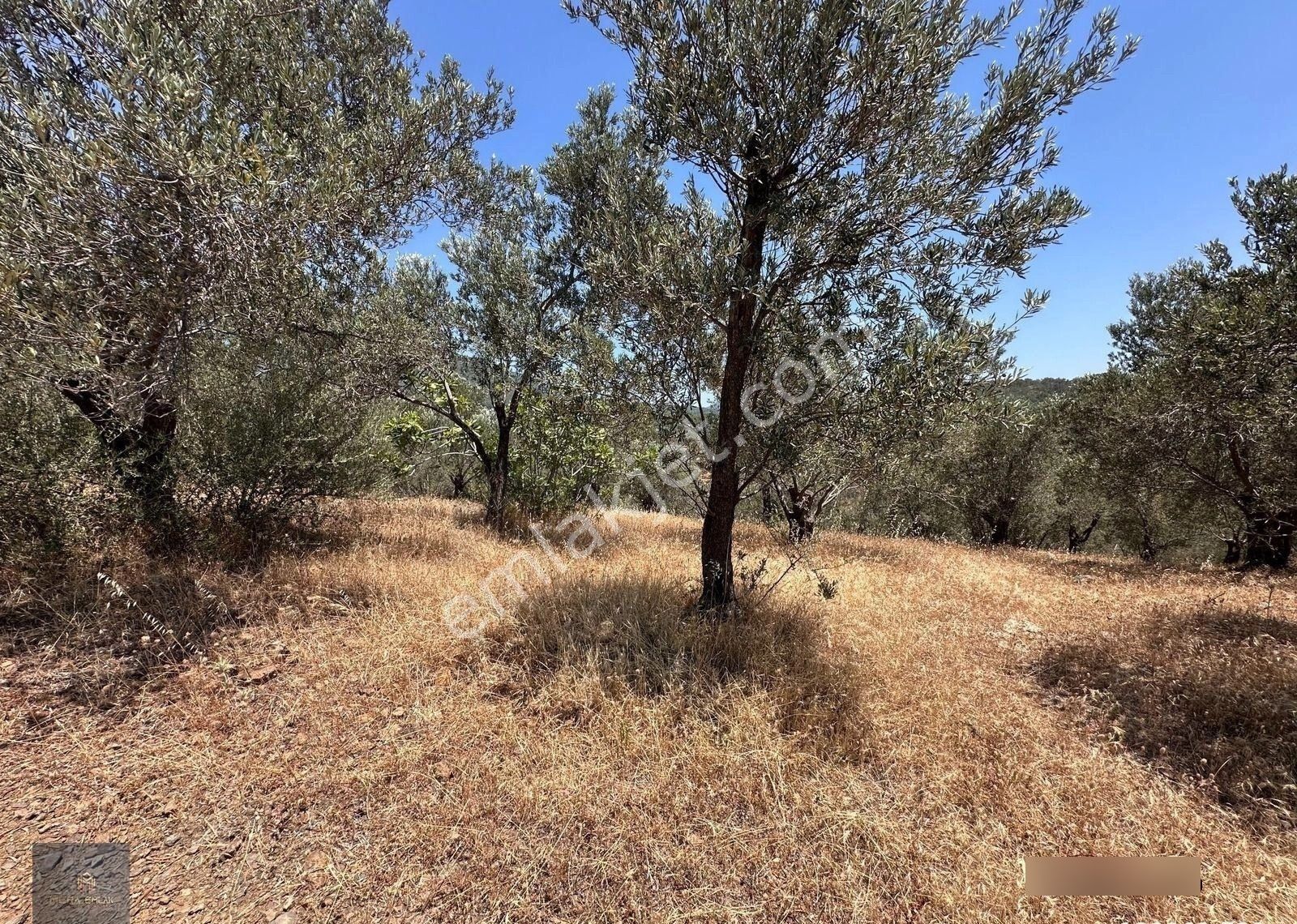 Mera Emlaktan Beyoba Köyü Asfalta Cephe 3.870 M2 Zeytinlik - Görsel 6