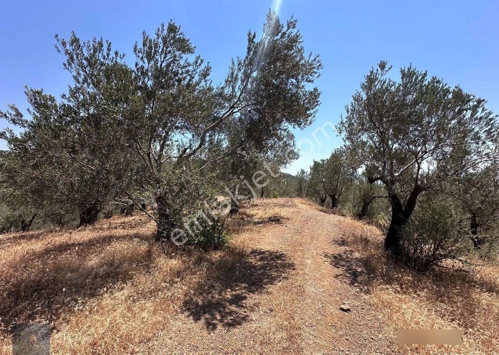 Mera Emlaktan Beyoba Köyü Asfalta Cephe 3.870 M2 Zeytinlik - Görsel 9