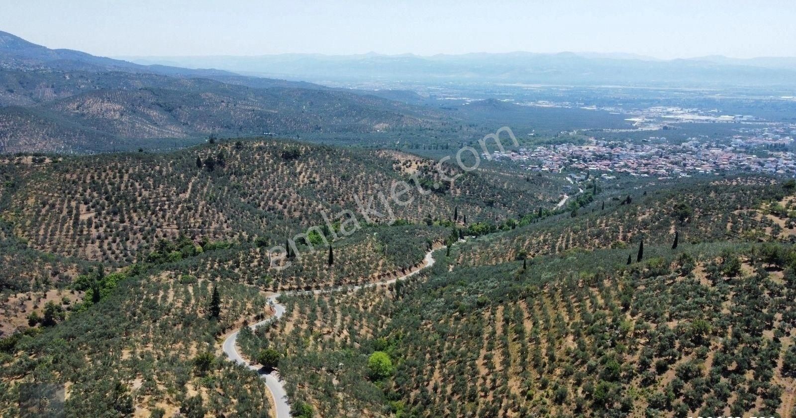 Mera Emlaktan Beyoba Köyü Asfalta Cephe 3.870 M2 Zeytinlik - Görsel 4