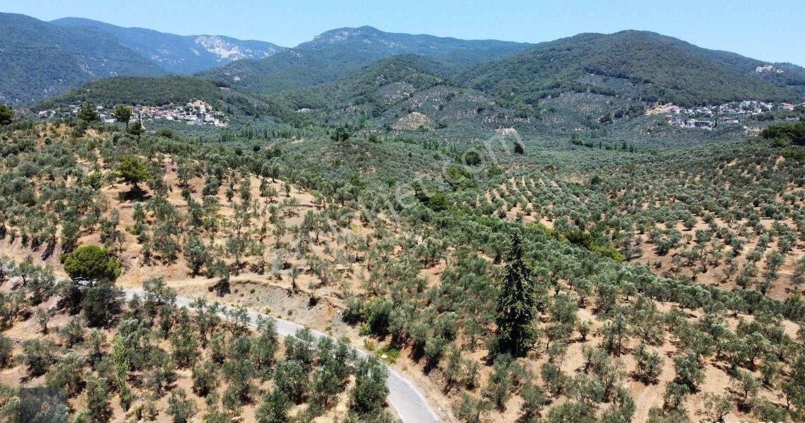 Mera Emlaktan Beyoba Köyü Asfalta Cephe 3.870 M2 Zeytinlik - Görsel 33