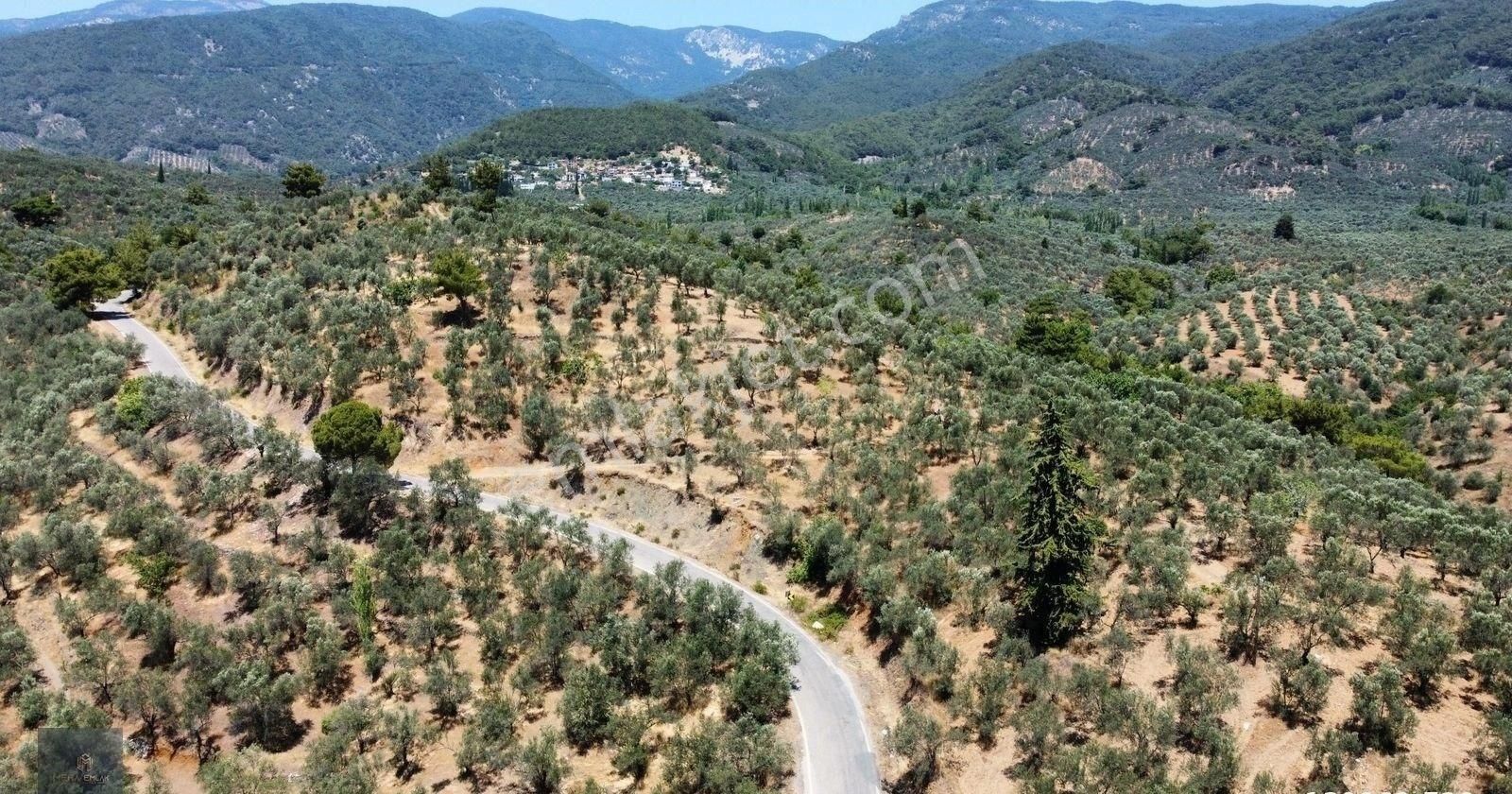Mera Emlaktan Beyoba Köyü Asfalta Cephe 3.870 M2 Zeytinlik - Görsel 21