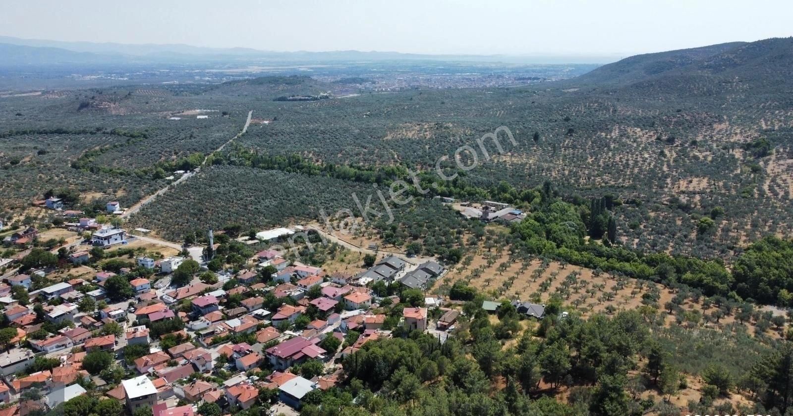 ▀▄mera Emlaktan Çamcı Köyü Tamamı İmar İçinde 880m2 Zeytinlik▀▄ - Görsel 13