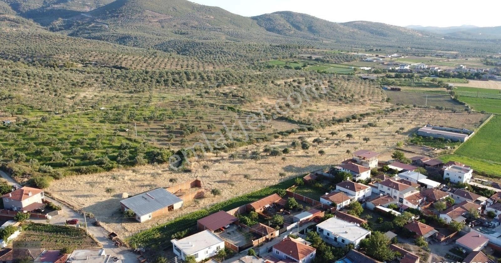 ▀mera Emlaktan Kızıklı Mevki 8.550 M2 İmarlı 27.160 M2 Zeytinlik - Görsel 24