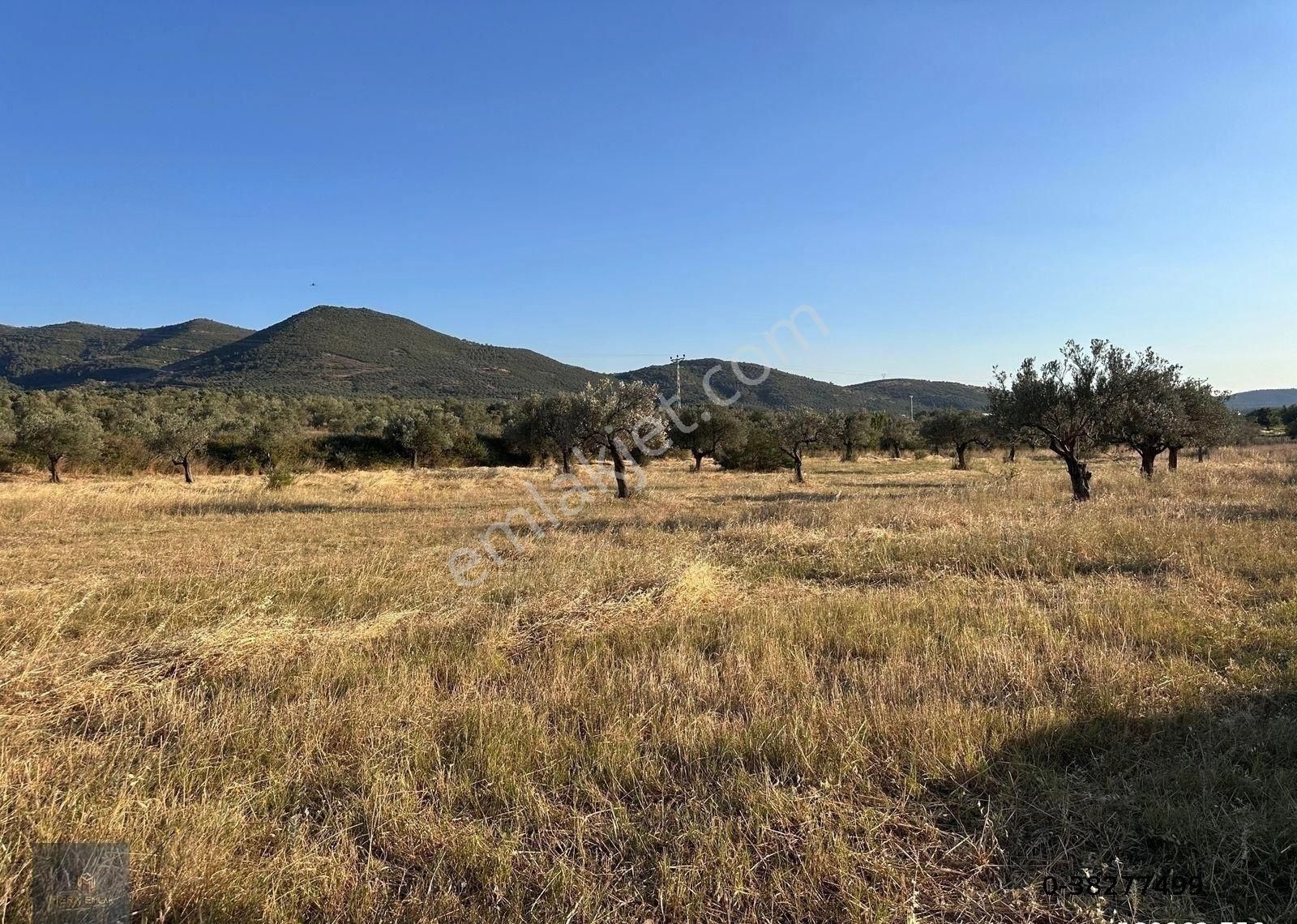 ▀mera Emlaktan Kızıklı Mevki 8.550 M2 İmarlı 27.160 M2 Zeytinlik - Görsel 3