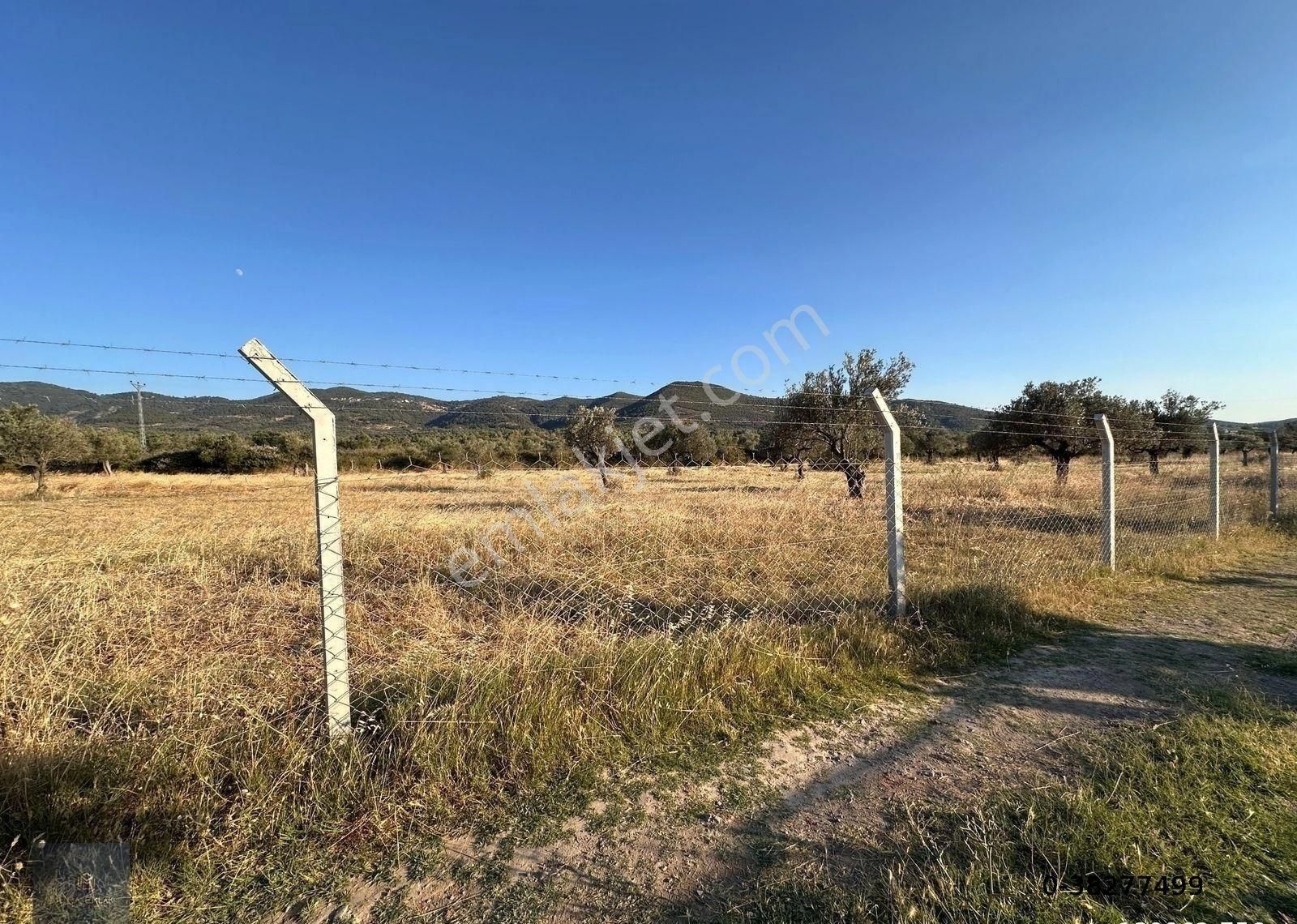 ▀mera Emlaktan Kızıklı Mevki 8.550 M2 İmarlı 27.160 M2 Zeytinlik - Görsel 10