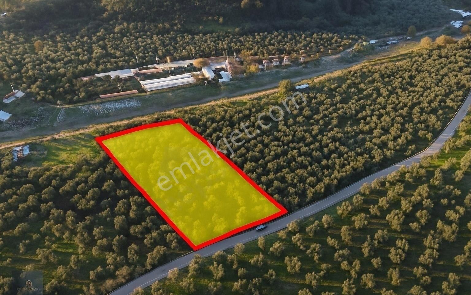 ▀▄mera Emlaktan Hamambaşı Mah. Asfalta Cephe 4.225m2 Zeytinlik