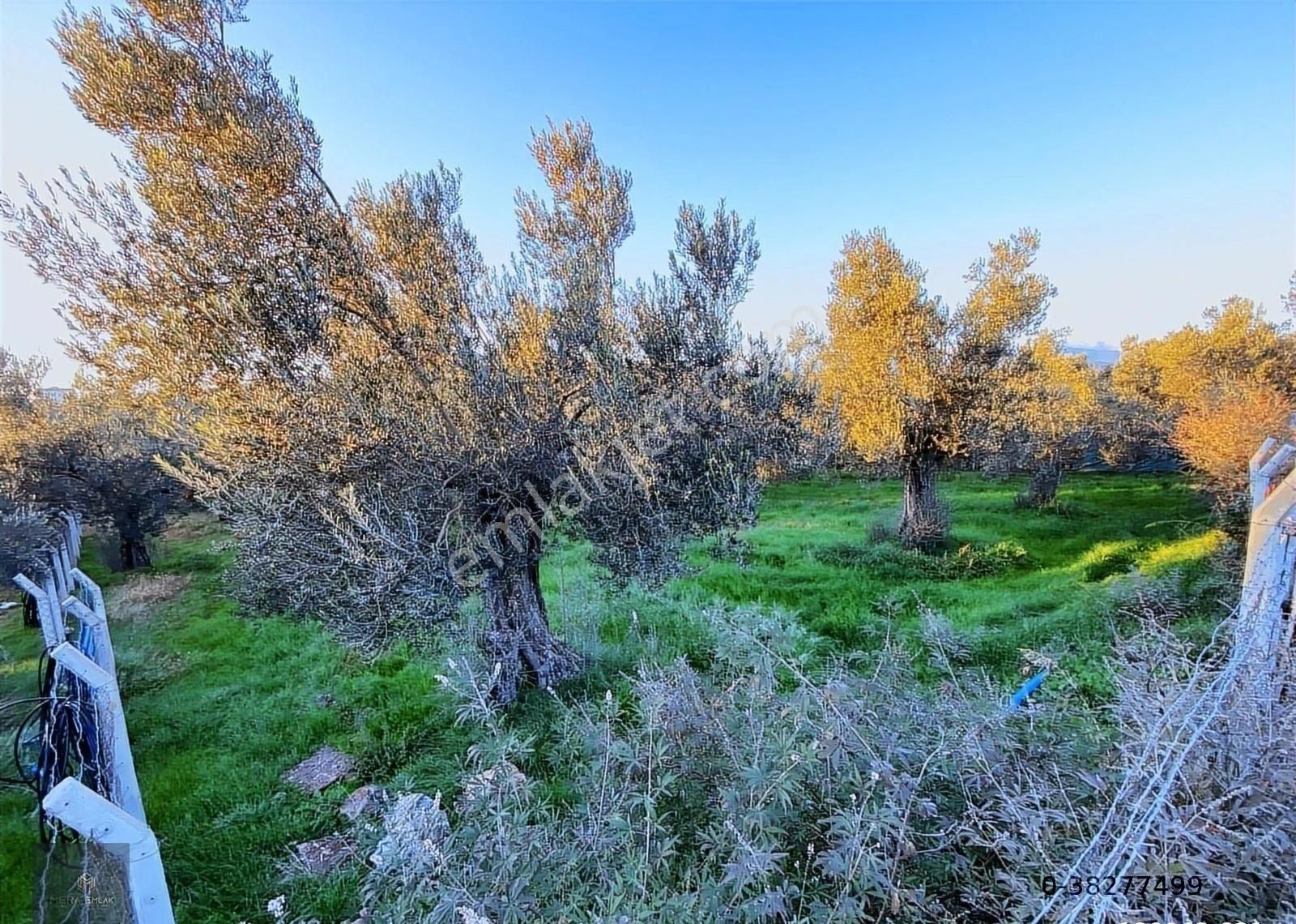 ▀▄mera Emlaktan Hamambaşı Mah. Asfalta Cephe 4.225m2 Zeytinlik - Görsel 27