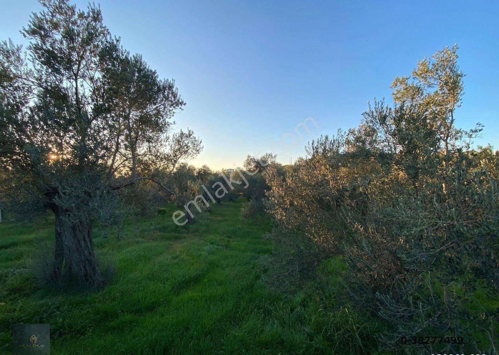 ▀▄mera Emlaktan Hamambaşı Mah. Asfalta Cephe 4.225m2 Zeytinlik - Görsel 20