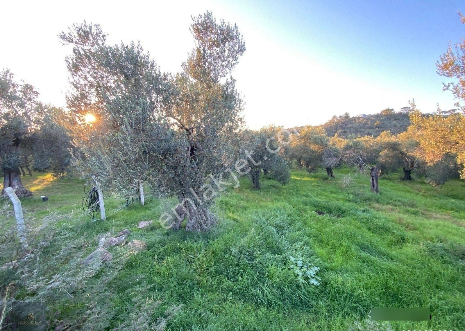 ▀▄mera Emlaktan Hamambaşı Mah. Asfalta Cephe 4.225m2 Zeytinlik - Görsel 15