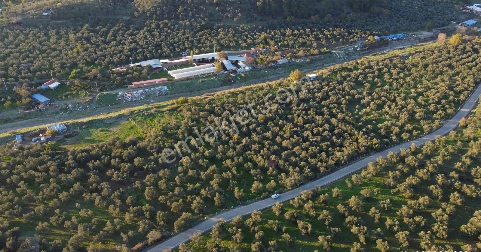 ▀▄mera Emlaktan Hamambaşı Mah. Asfalta Cephe 4.225m2 Zeytinlik - Görsel 22