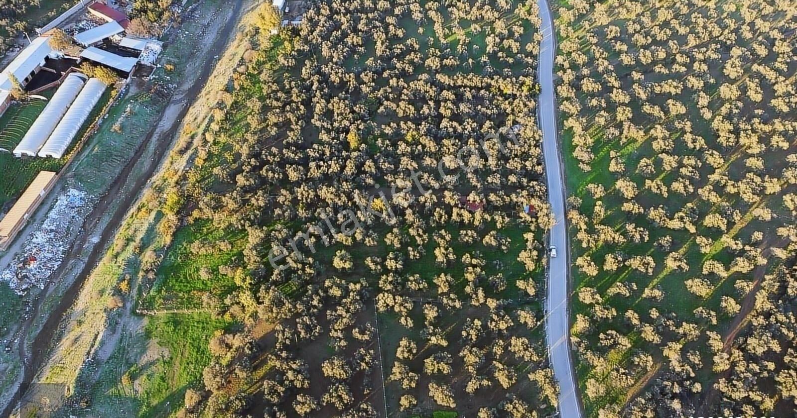 ▀▄mera Emlaktan Hamambaşı Mah. Asfalta Cephe 4.225m2 Zeytinlik - Görsel 14