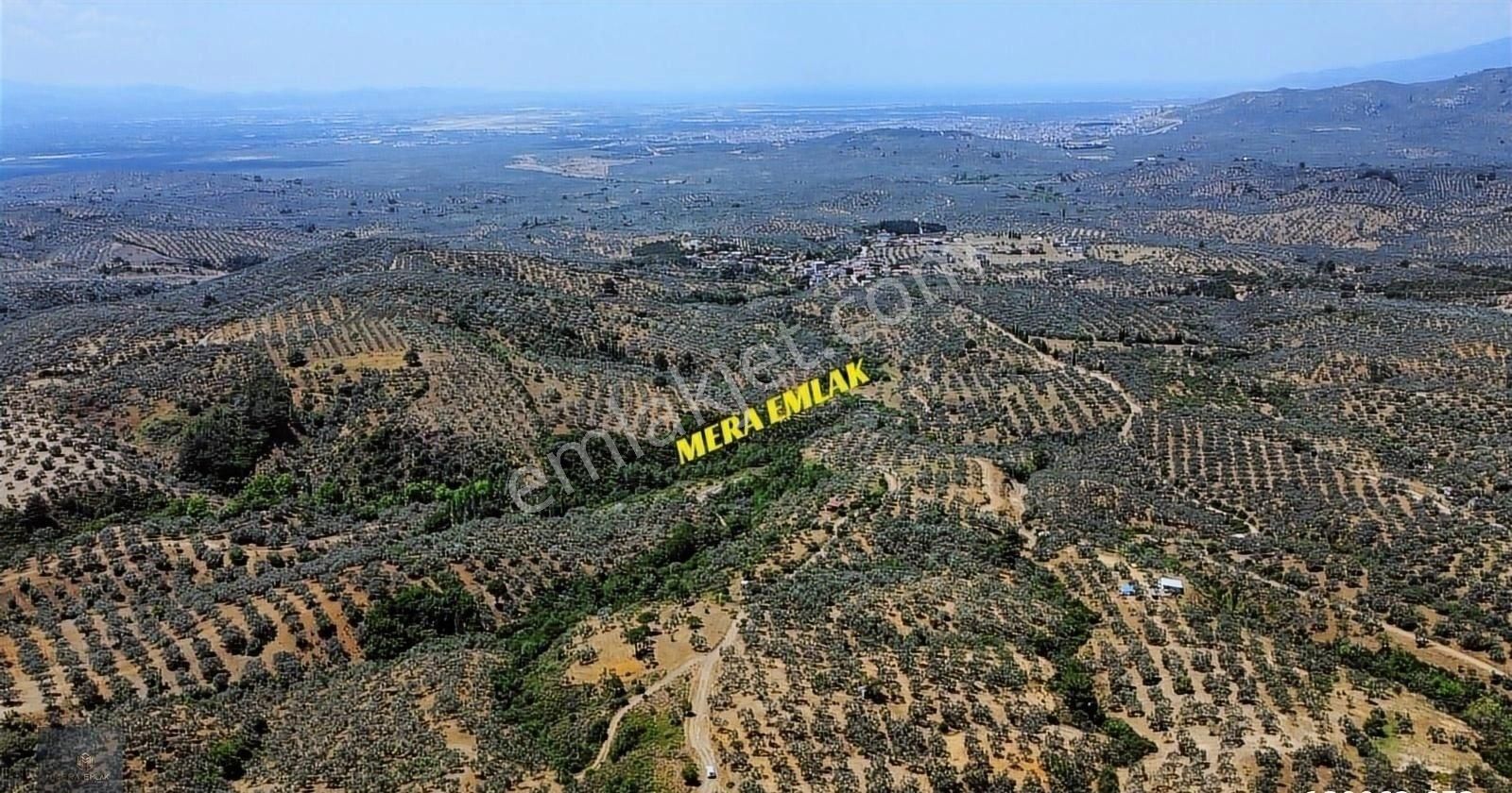 ▀▄mera Emlaktan Yaylaönü Mevkiğinde 17 Dönüm Satılık Zeytinlik - Görsel 12