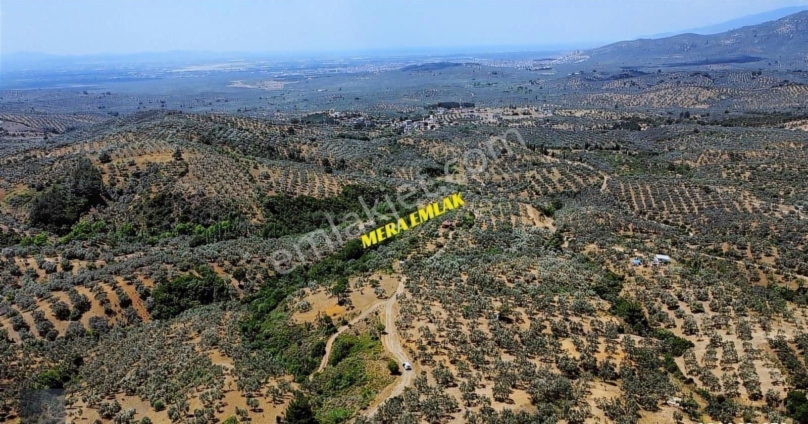 ▀▄mera Emlaktan Yaylaönü Mevkiğinde 17 Dönüm Satılık Zeytinlik - Görsel 29
